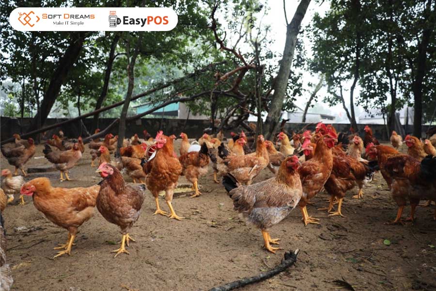 Mô hình chăn nuôi nhỏ lẻ tại nhà